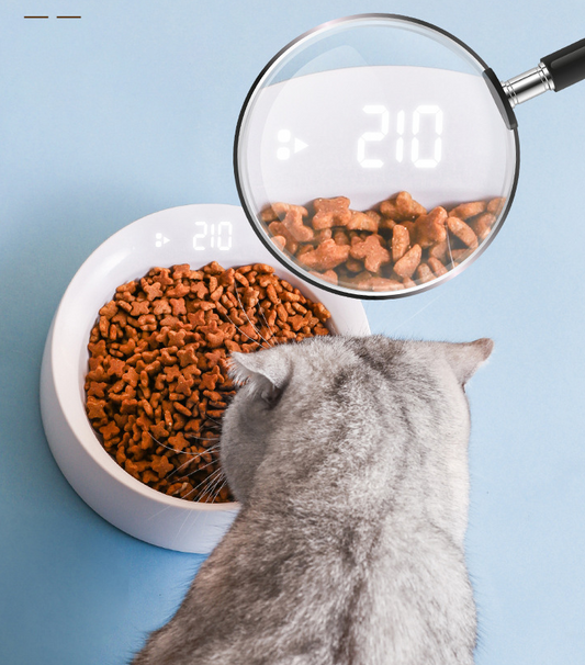 dog bowl