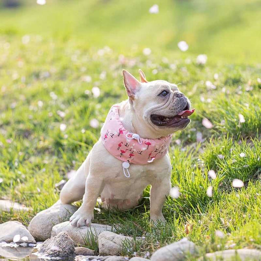 Cooling collar for dogs Cooling collar for dogs Accessories Accessories 5 Pet Palace Co